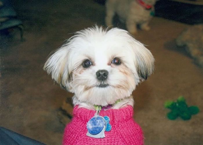 Professional dog grooming at Bark 5th Ave